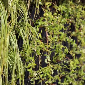 W Radomsku powstaje ogród wertykalny