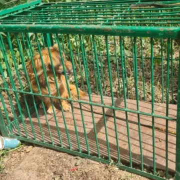 Ktoś przywiązał psiaka do słupka i odjechał. Policja poszukuje sprawcy
