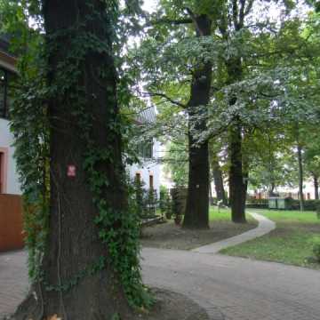 Rusza kolejny etap pielęgnacji pomników przyrody przy MBP w Radomsku