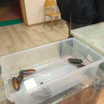 WOŚP 2023: W Gomunicach kwestuje m.in. wąż oraz legwan Stefan