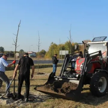 Sto drzew na stulecie