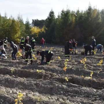 Wspólnie sadzili las