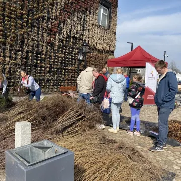 Zielone Radomsko. Darmowe sadzonki dla mieszkańców
