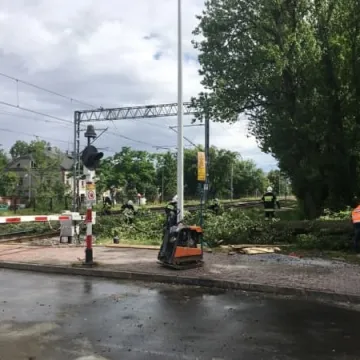 Powalone drzewo na torach