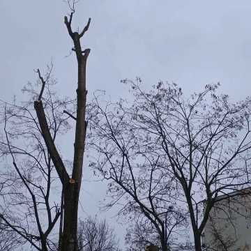 Dendrolog Ernest Rudnicki komentuje wycinkę drzew przy ul. Jagiellońskiej