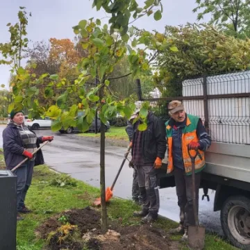 W Radomsku sadzone są nowe drzewa. To realizacja projektu budżetu obywatelskiego