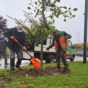 W Radomsku sadzone są nowe drzewa. To realizacja projektu budżetu obywatelskiego