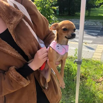 Udane czipowanie zwierzaków w Radomsku