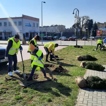 W Radomsku posadzono ponad 300 bratków w żółtym i niebieskim kolorze