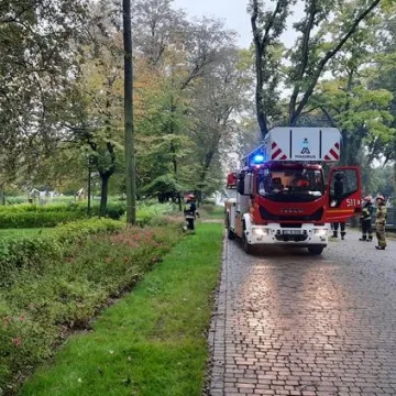 Brzoza w Parku Świętojańskim nie będzie już stwarzać zagrożenia