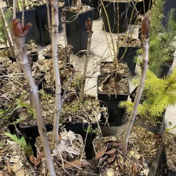 Oddali puszki, otrzymali sadzonki