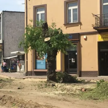 Kolejne drzewa na Reymonta wycięte