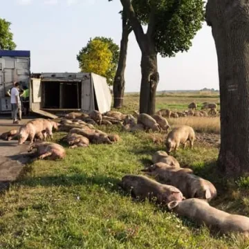 Śmiertelny wypadek na drodze za Przedborzem
