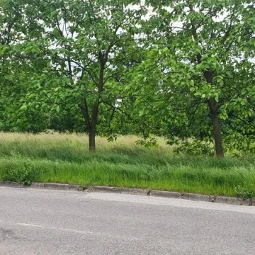 Mieszkańcy ul. Różanej skarżą się na niewykoszoną trawę