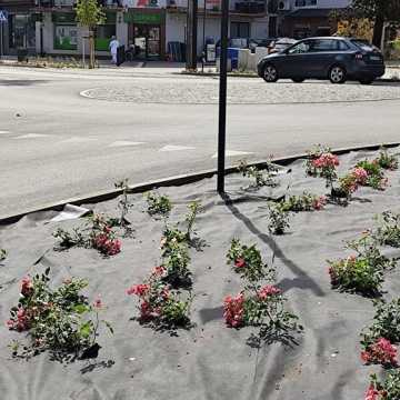 Zazielenia się ulica Reymonta w Radomsku