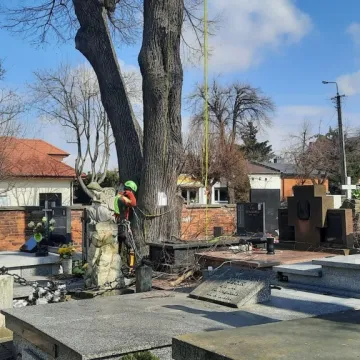 Pielęgnacja zabytkowej lipy