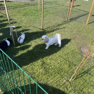 Zajączek ukrył się w PP nr 5 w Radomsku. Dzieci ruszyły na poszukiwania