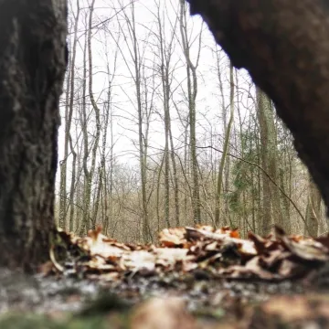 Leśne krajobrazy na plenerze fundacji „Foto POZYTYW”