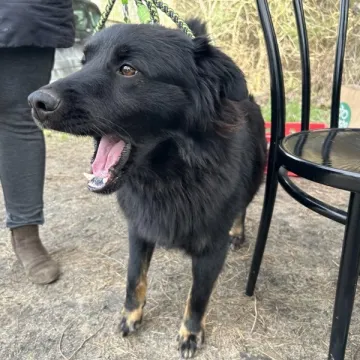 Zaczipowano radomszczańskie psy i koty