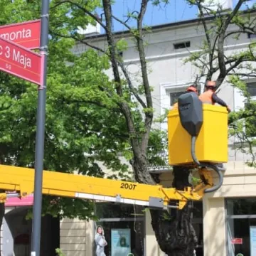 Drzewa na ulicy Reymonta poszły pod topór