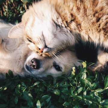 Darmowe czipowanie psów i kotów po raz kolejny w Radomsku