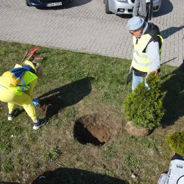 W Radomsku posadzono ponad 300 bratków w żółtym i niebieskim kolorze