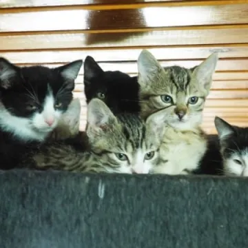 Adoptuj kotka za złotówkę