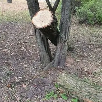 Dlaczego wycinane są drzewa w Miasteczku Ruchu Drogowego w Radomsku?