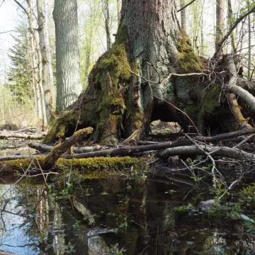 Propozycja na majówkę: Rezerwat Przyrody Dębowiec