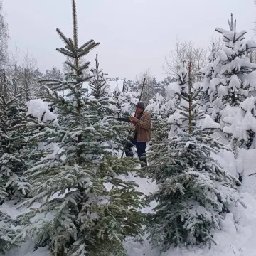 II edycja „choinkobrania” w Radomsku