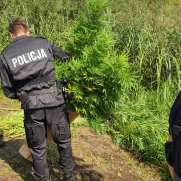 Policjanci zlikwidowali plantację konopi