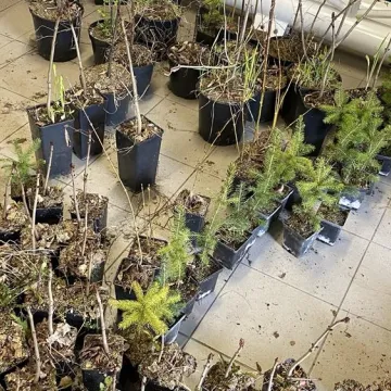 Oddali puszki, otrzymali sadzonki