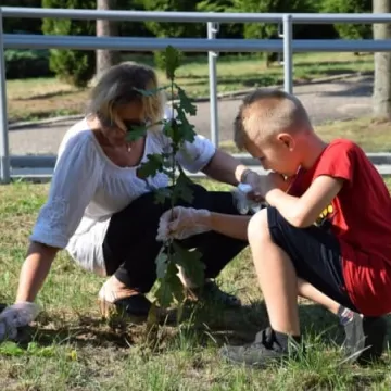 350 sadzonek dębów od PGK