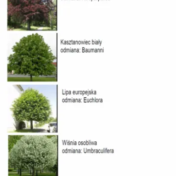 Wizualizacja skweru przy ul. Sierakowskiego