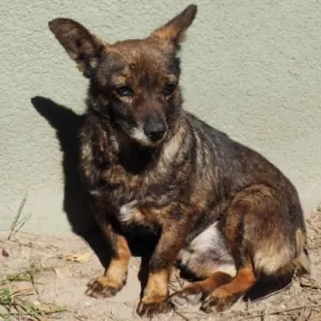 Podaruj seniorowi domek, by na zawsze merdał mu ogonek