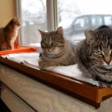 Kocia Arka przeniosła się na ul. Wyszyńskiego