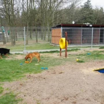 W schronisku dla zwierząt w Radomsku powstał Mini Dog Park