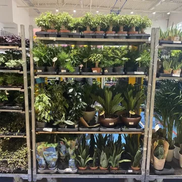 Rośliny opanowały Radomsko. Festiwal Roślin odbył się po raz pierwszy