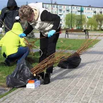 Samorządowcy z Platformy Dialogu sadzili drzewa
