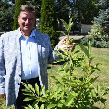 Piotrków Tryb.: zakwitły kasztany przyjaźni