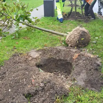 W Radomsku sadzone są nowe drzewa. To realizacja projektu budżetu obywatelskiego