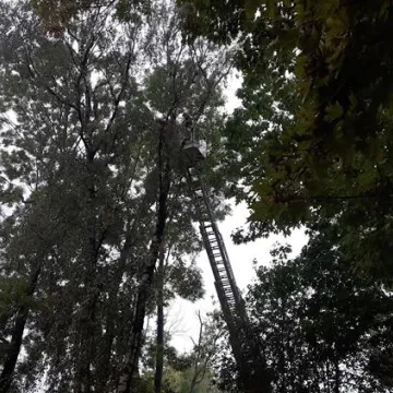 Brzoza w Parku Świętojańskim nie będzie już stwarzać zagrożenia