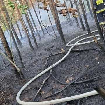 [WIDEO] Strażacy apelują o zachowanie ostrożności na obszarach zalesionych