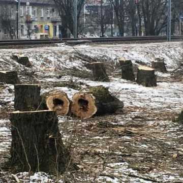 Dendrolog o wycince drzew przy ul. Sierakowskiego