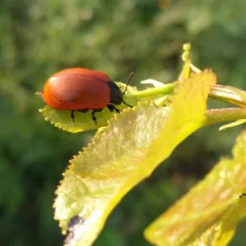 Macro fotografia z Foto Pozytywem