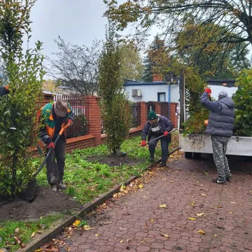 W Radomsku sadzone są nowe drzewa. To realizacja projektu budżetu obywatelskiego