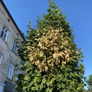 Oparzenie słoneczne drzew na ul. Reymonta w Radomsku