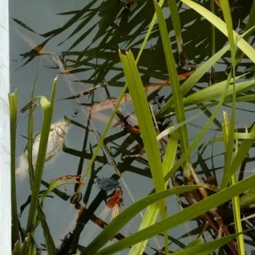 Śnięte ryby w parku Świętojańskim