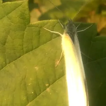 Macro fotografia z Foto Pozytywem