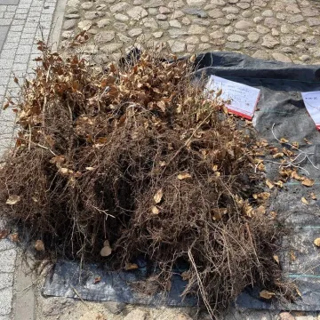 Zielone Radomsko. Darmowe sadzonki dla mieszkańców